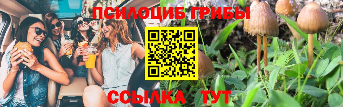 Псилоцибиновые грибы Psilocybine cubensis Пушкино